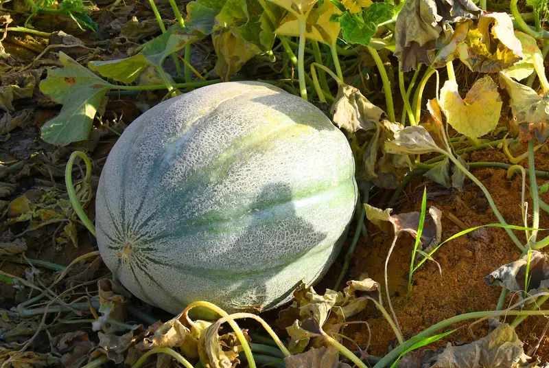 البطيخ الحساوي يعود لواجهة أسواق الأحساء