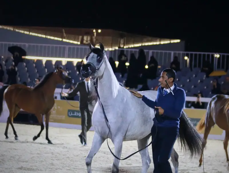 انطلاق بطولة القصيم لجمال الخيل العربية الأصيلة