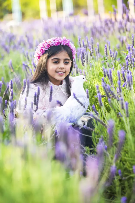 اللافندر يرسم ملامح جديدة لجبال السروات