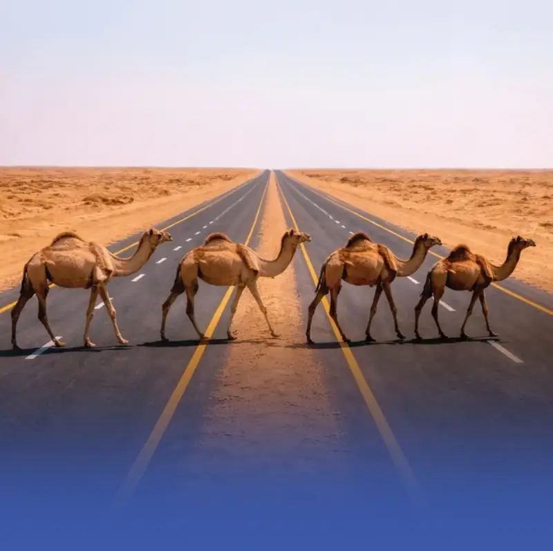 محمية الإمام عبدالعزيز تطلق خدمة تصاريح عبور الإبل