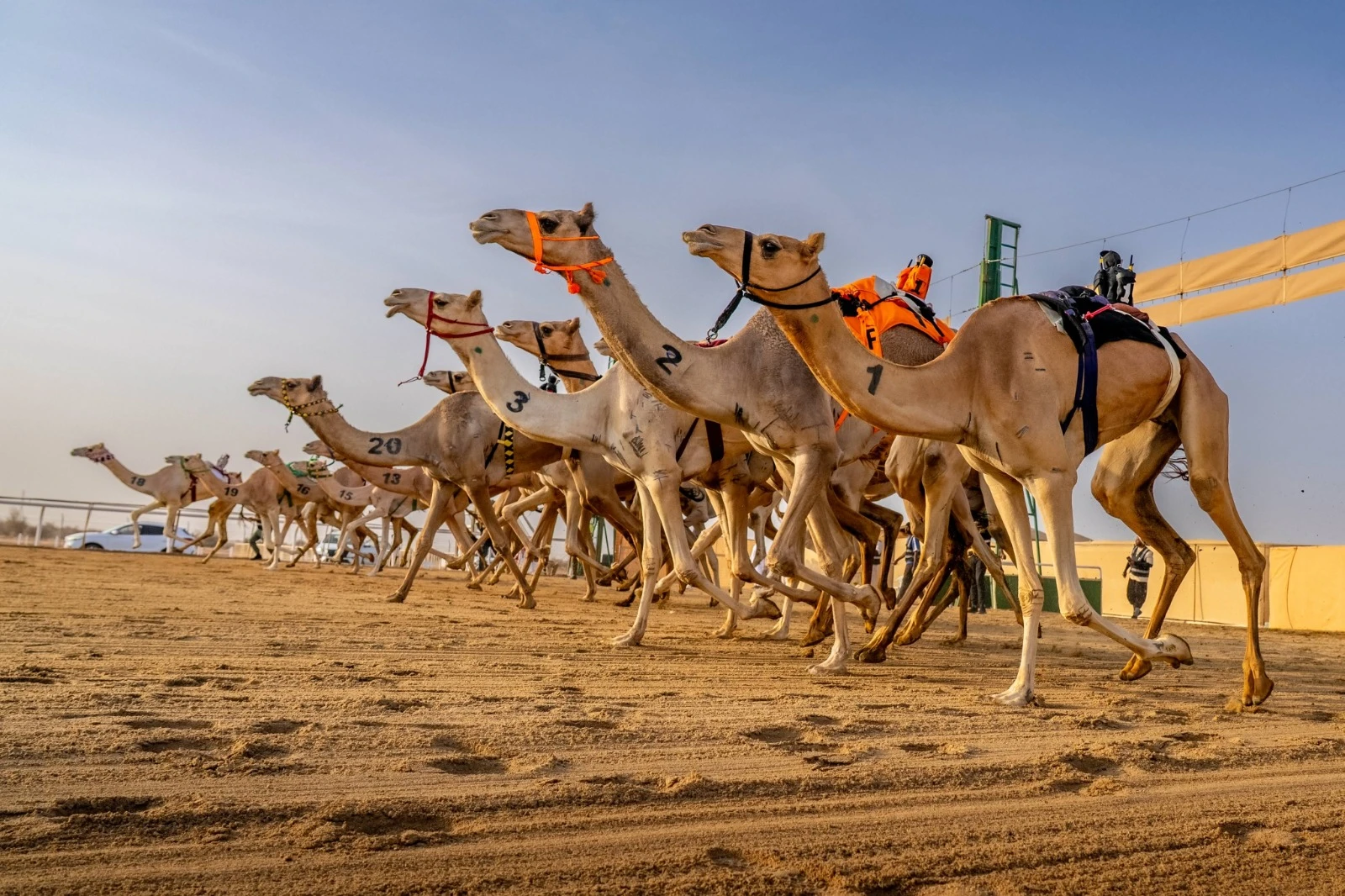 الاتحاد السعودي للهجن يستحدث كأسًا مخصصة للسعوديين