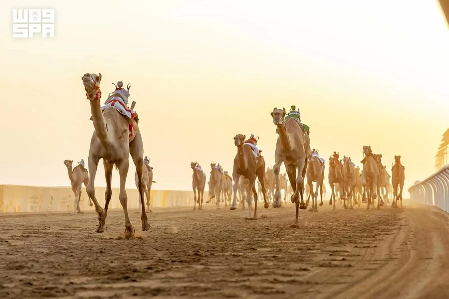 مهرجان ولي العهد للهجن.. الطائف تستضيف أولى كؤوس النسخة الثامنة غدًا