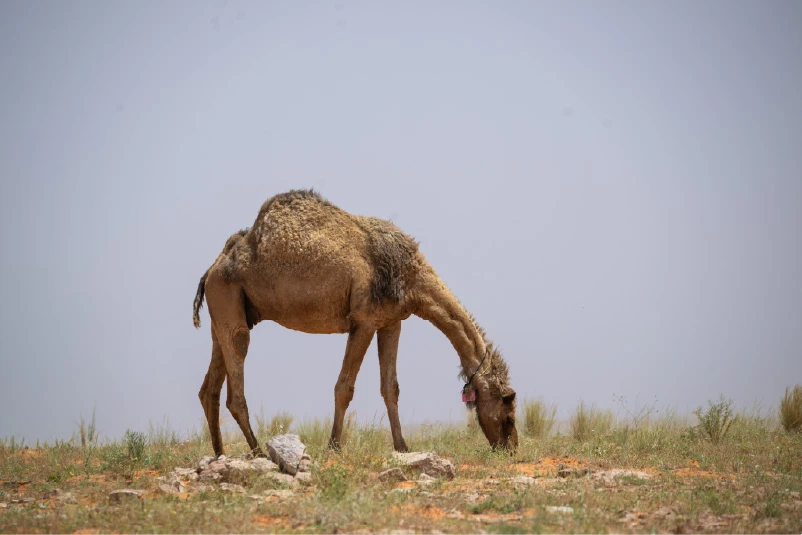 محمية الإمام تركي تصحح معلومات متداولة عن الرعي بالحجرة