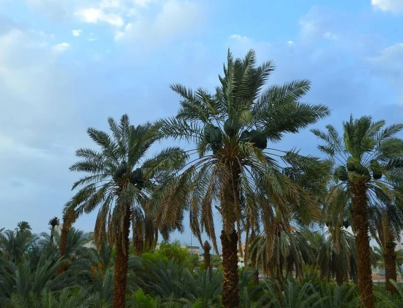 مخلفات النخيل في المدينة.. ثروة زراعية تتحول إلى صناعة