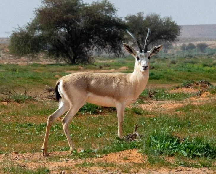 معجم المحمية.. مبادرة لتبسيط مفاهيم الحياة الفطرية