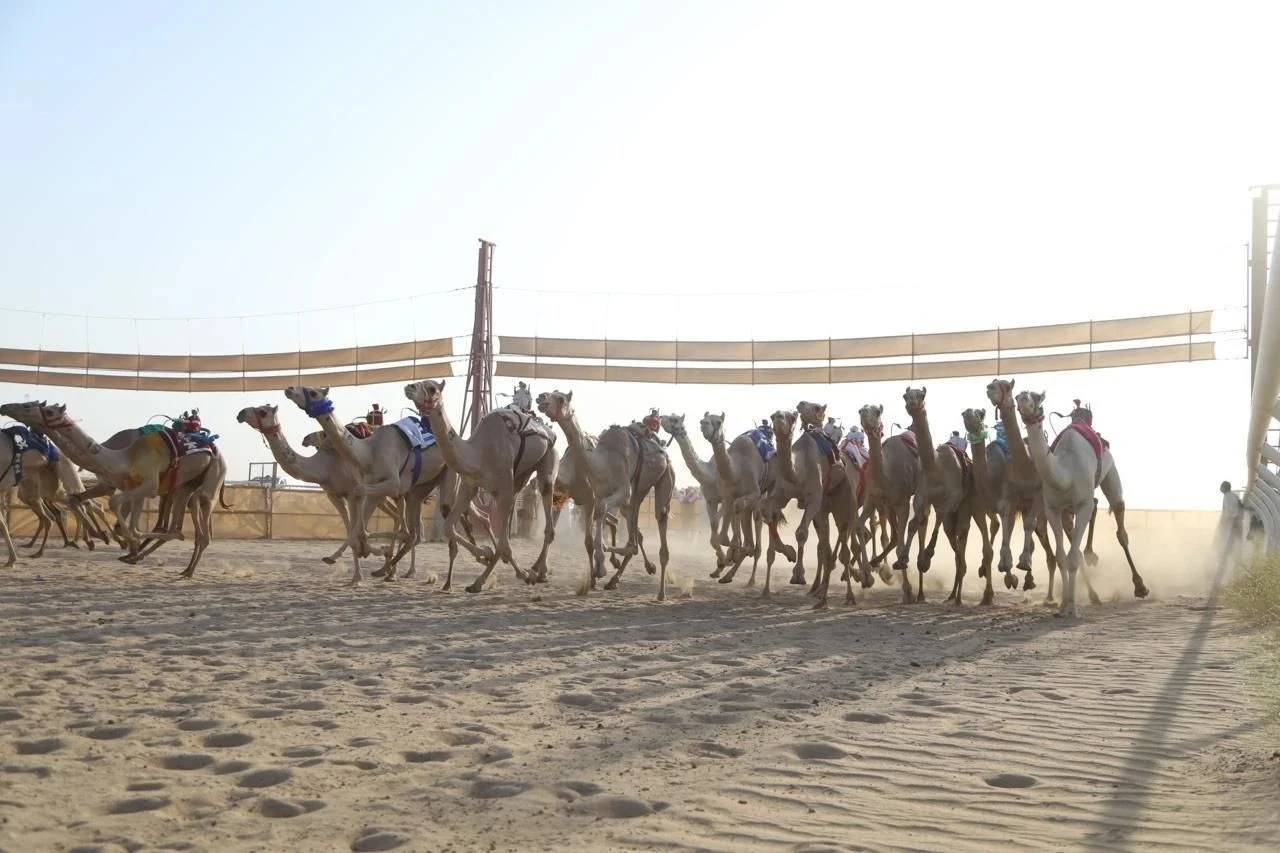ميدان حائل للهجن يعلن فتح التسجيل للسباقات لجميع الأسنان
