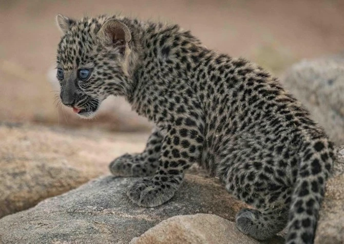 アラビアヒョウ保護繁殖プログラムで子ヒョウ7頭が新たに誕生