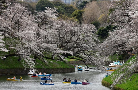 満開の桜に歓喜する東京の人々