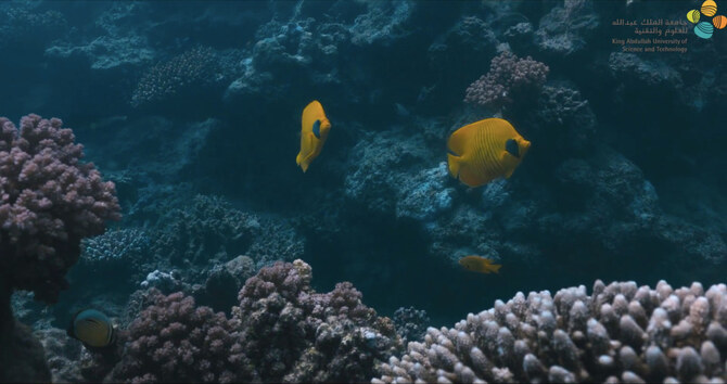サウジアラビアの大学が開発したAIソリューションが紅海のサンゴ保全に