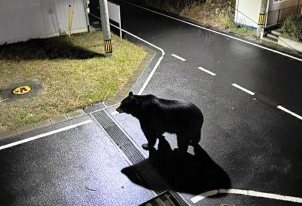 日本の町が最新のAIクマ画像を撤回