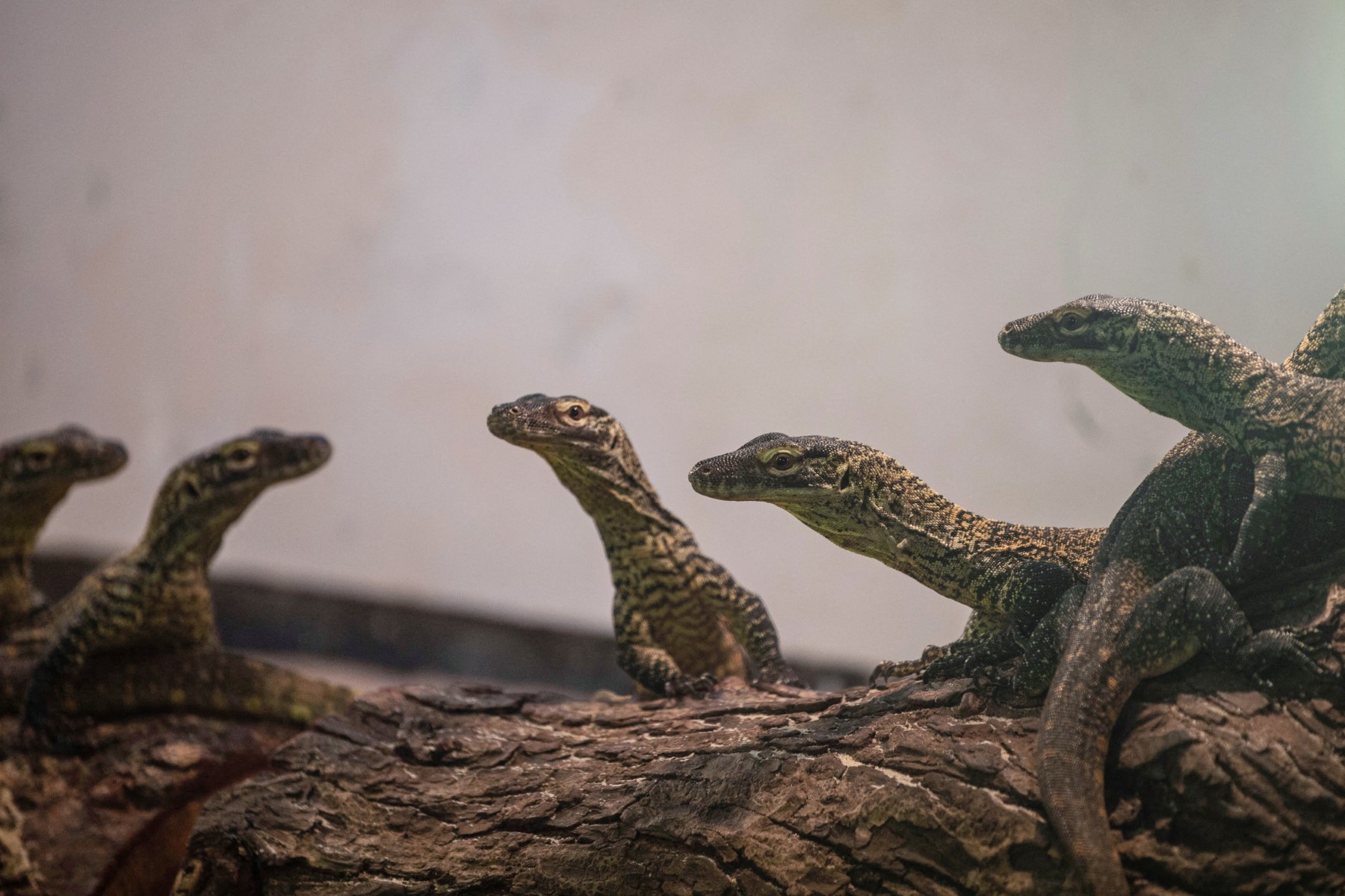 コモドドラゴン様 インドネシア、絶滅の危機に瀕するコモドドラゴンを繁殖計画のため日本