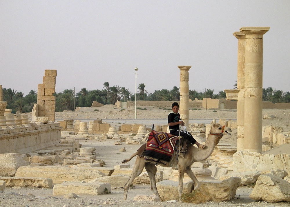 数日間限定セール！！多田　博一先生　遺跡のラクダ(シリア) シリアの文化復興は政治・経済復興と手を携えて進められなければならない