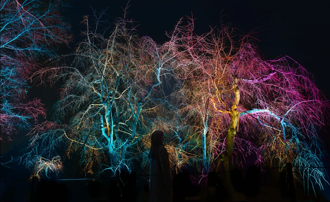 Cherry blossom-inspired artworks illuminate teamLab Botanical