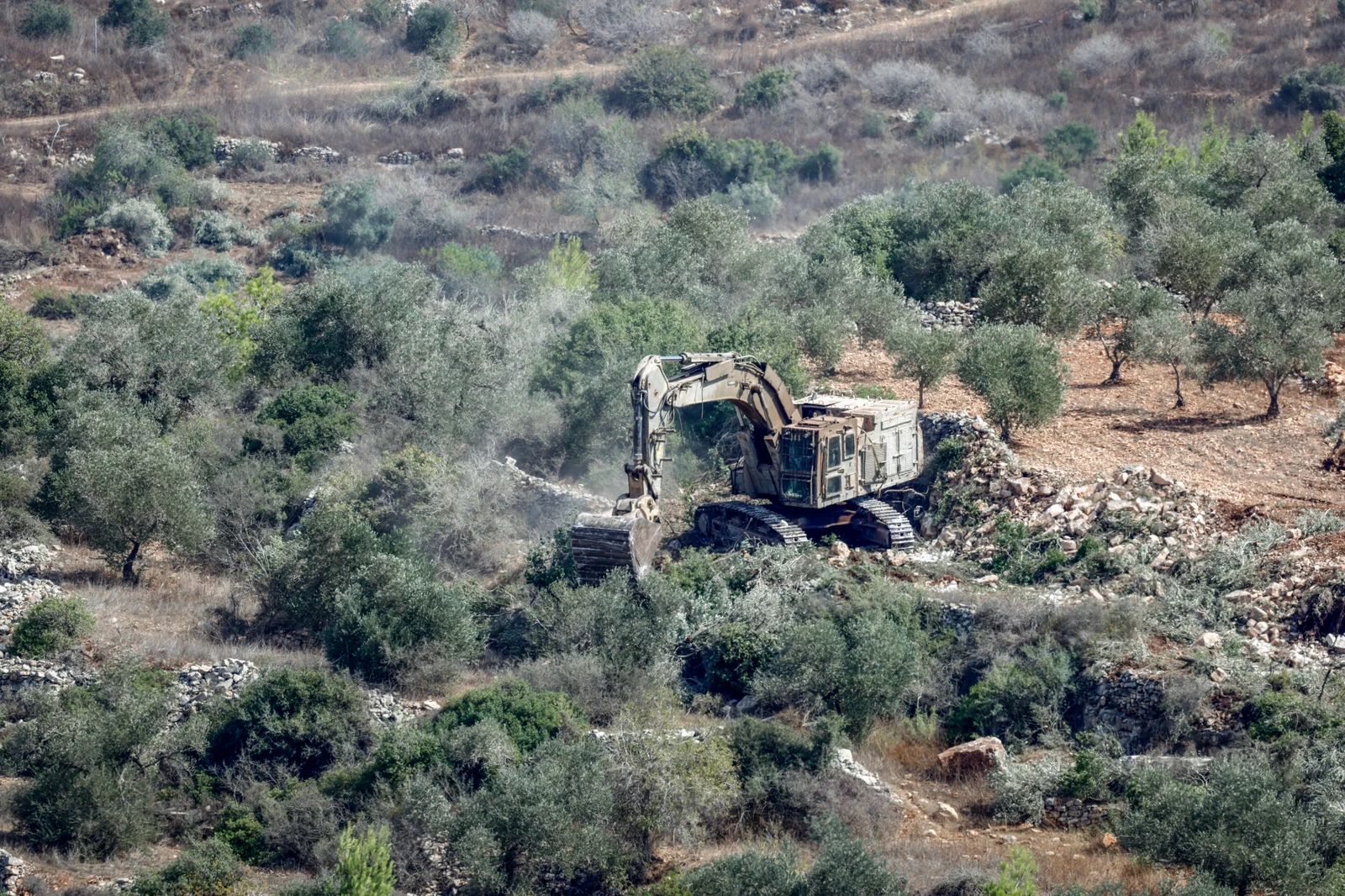 Israel’s war on olive trees an attack on Palestinian survival