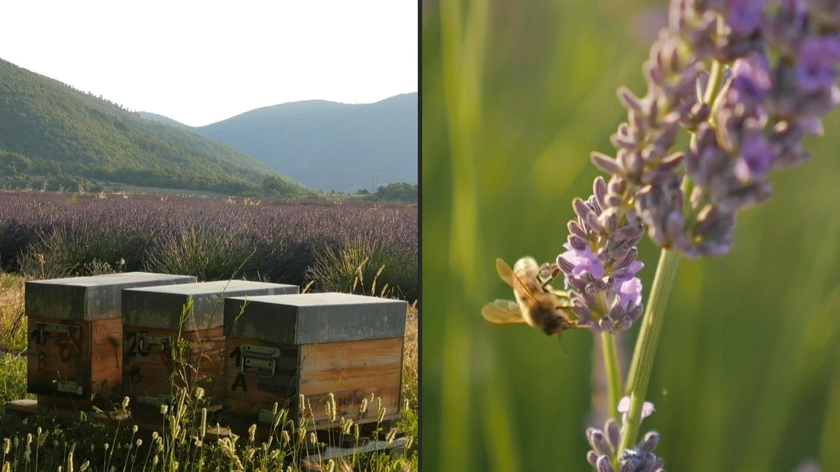En Provence, la transhumance des abeilles a commencé