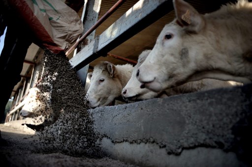 Soumis à la double souffrance du stress et de l’abattage, les animaux d’élevage échapperont ils aux abattoirs industriels ? (Jeff Pachoud/AFP)