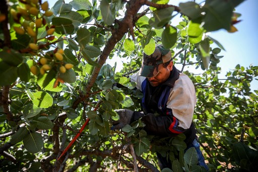 Les pistachiers d'Alep reprennent des couleurs