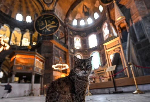 Un chat tranquille à l’intérieur du musée Sainte Sophie, à Istanbul, dont le Conseil d’État envisage la transformation en mosquée. (Osan KOZE/AFP)