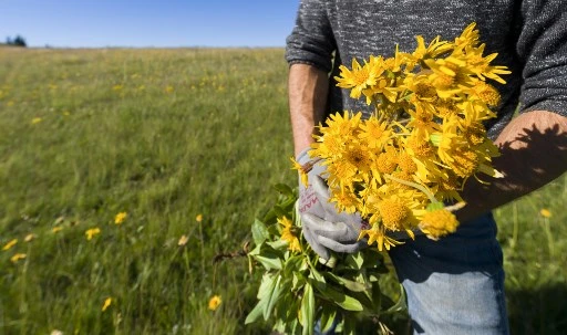 Climat: l'arnica des Vosges menacé par la sécheresse