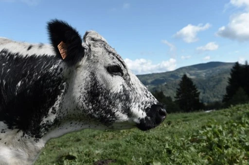 « Le confiné » un fromage des Vosges né au hasard … du confinement