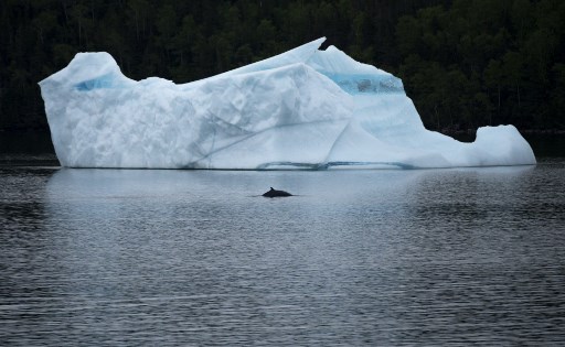 Les épidémies, autre spectre du réchauffement climatique