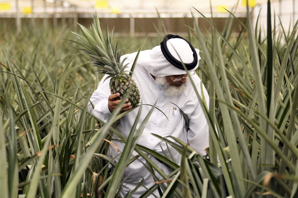A Dubaï, une « révolution agricole » au milieu du désert