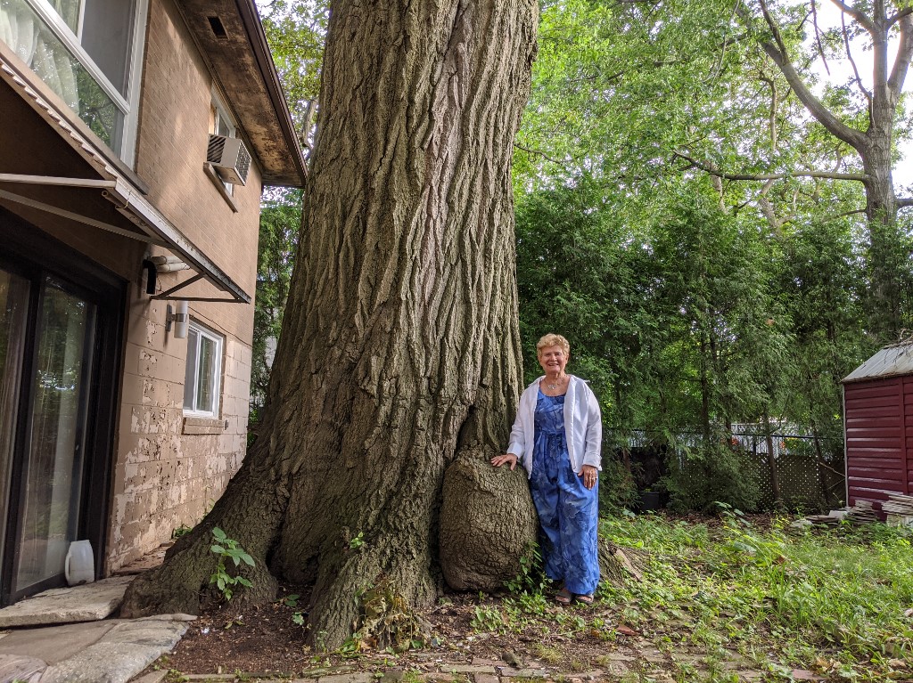 « C’est un arbre extraordinaire qui fait partie du patrimoine de Toronto et du Canada »
