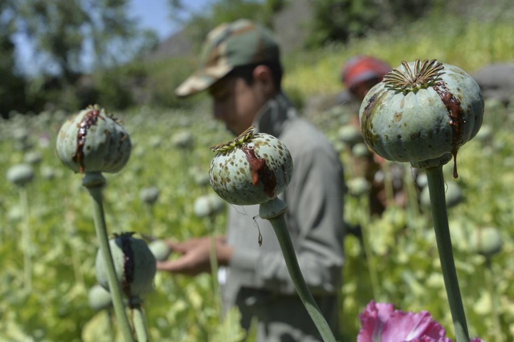 Un champ de pavot en Afghanistan, pays producteur de 80% de l’opium mondial (Photo, Noorullah Shirzada).