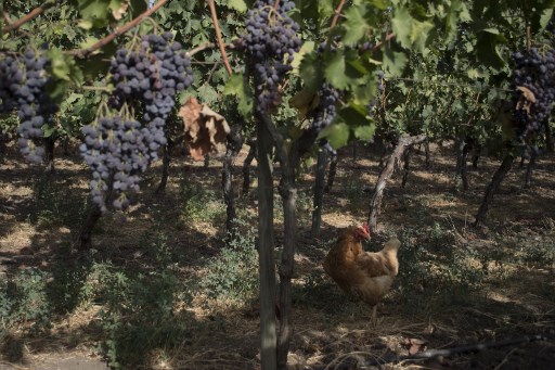 Dans le sud de l'Espagne, faire du vin malgré la pandémie
