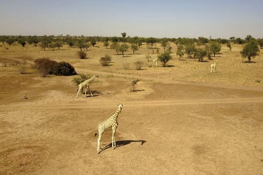 Niger: la réserve des girafes menacée, après une attaque jihadiste