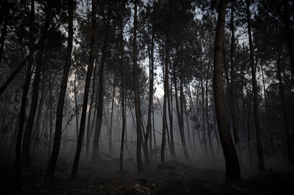 Développer la résistance des forêts face aux ravageurs en mélangeant les espèces d’arbres qu’elles contiennent