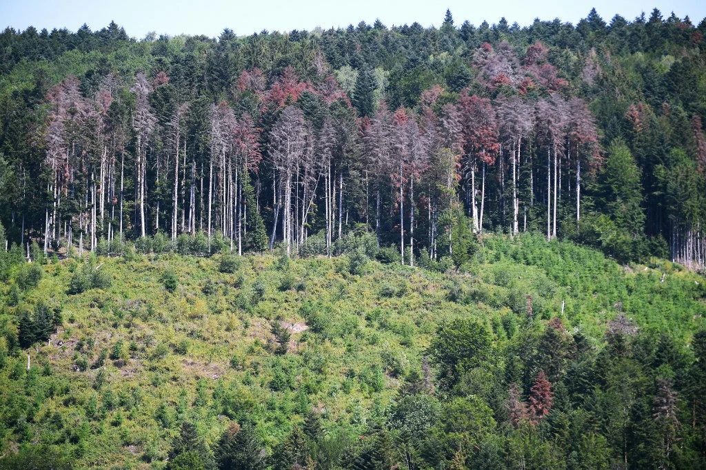 La forêt de Masevaux dans l’est de la France, souffrant de la sécheresse (Photo, Frederick FLORIN/AFP).
