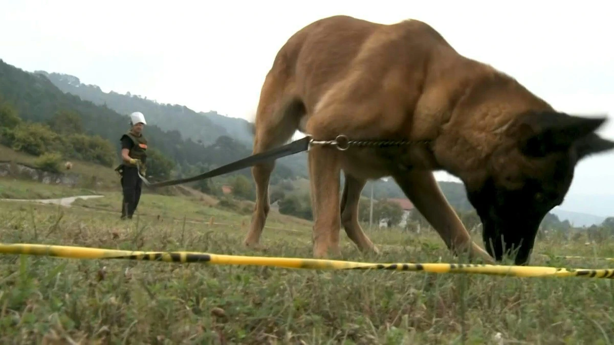 Des chiens démineurs de Bosnie sur les fronts du monde entier