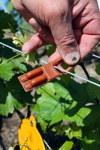 Pose d’un « RAK », leurre qui dégage des phéromones sexuelles attirant les insectes nuisibles mâles dans les vignobles du champagne Veuve Cliquot (François Nascimbeni/AFP)