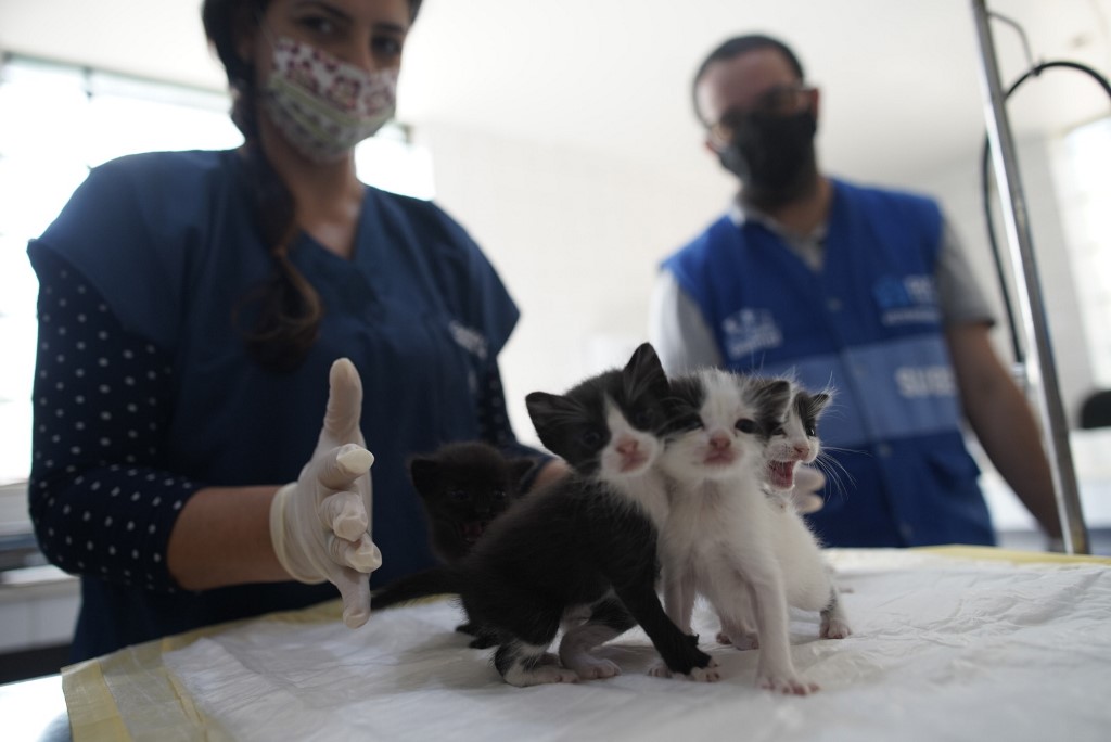 Les animaux de compagnie huit fois plus infectés au contact de malades de la Covid
