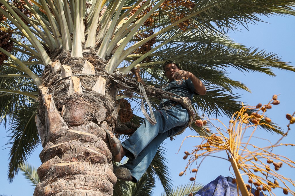 La profession millénaire de «grimpeur de palmiers», en lutte pour sa survie en Irak