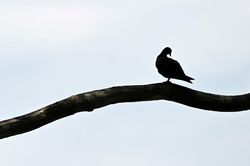 Le prix d'un pigeon voyageur s'envole à 1,6 million d'euros, nouveau record