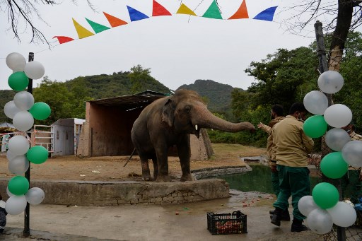 L'éléphant maltraité du Pakistan en partance pour le Cambodge