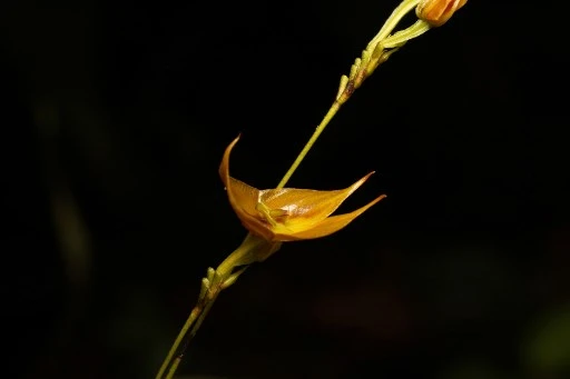 Tulcanensis, une orchidée géante, rare et en danger, découverte en Équateur