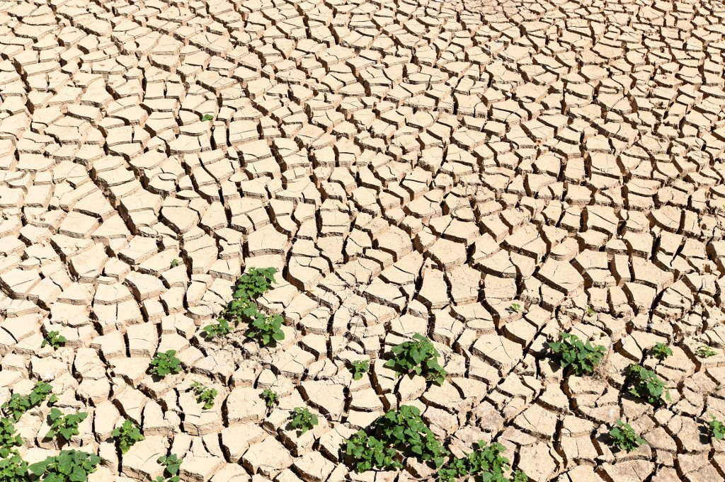 Changement climatique : Des dommages de 80 millions de dinars au secteur agricole