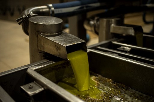 Dans le Péloponnèse, la récolte des olives souffre du coronavirus