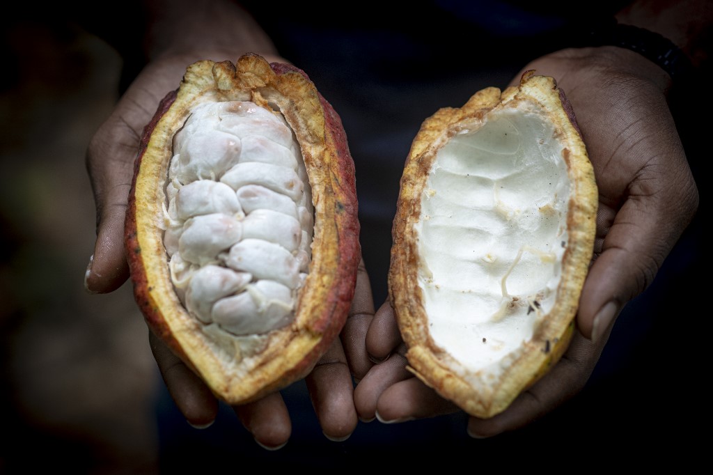 De la fève à la tablette, le cacao d'Haïti veut sa place à l'international