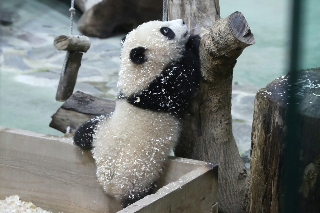 La photo montre le petit panda géant de six mois, Yuan Bao, lors d'un aperçu médiatique au zoo de Taipei à Taipei le 28 décembre 2020. (AFP)