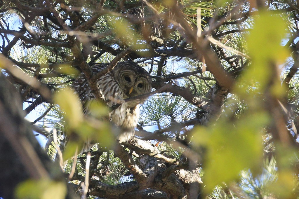L'observation des oiseaux à Central Park, rare loisir en temps de Covid