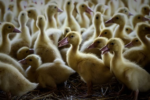 "Forte suspicion" de grippe aviaire dans un élevage de canards des Landes