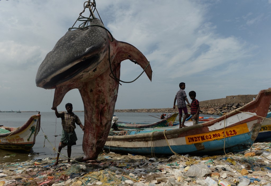 Le requin baleine «Al Bahiyah» sauvé est retourné avec succès dans le golfe Arabe