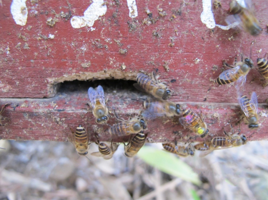 Des abeilles utilisent des excréments pour se défendre contre des frelons