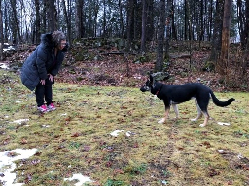 Pandémie: la demande de chiens en hausse au Canada, les arnaques aussi