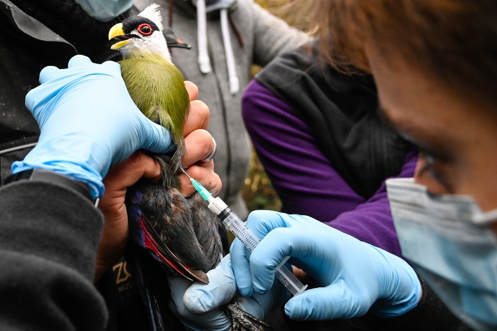 Un vétérinaire vaccine un turaco à crête blanche contre la grippe aviaire au zoo de Mulhouse, dans l'est de la France, le 6 novembre 2020. (AFP)