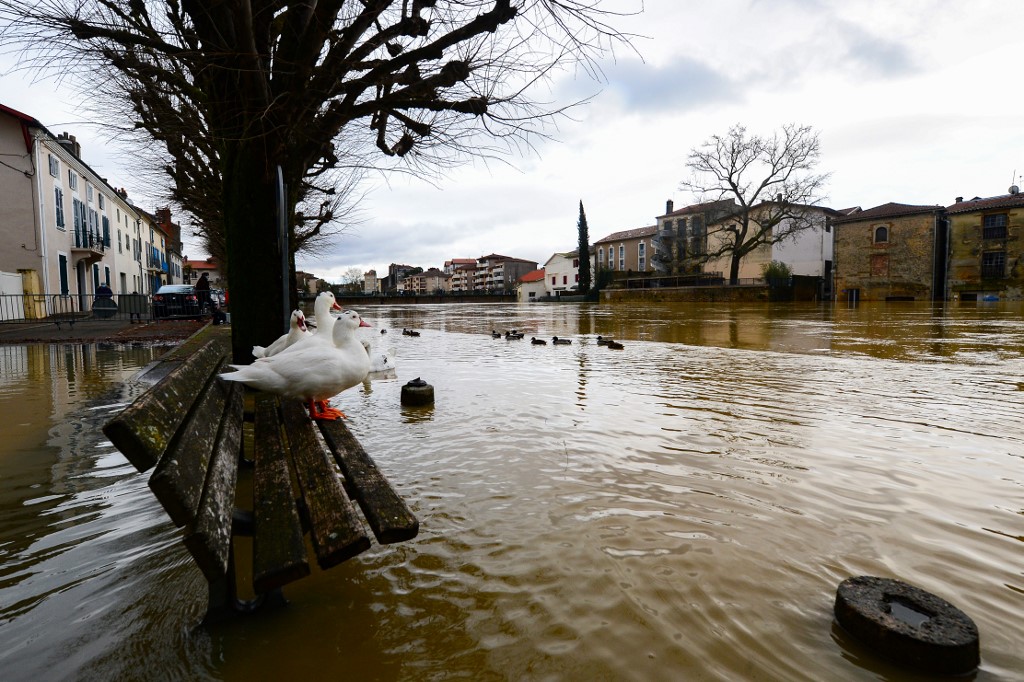 Les canards et les oies sont représentés dans une zone inondée à Mont-de-Marsan, Landes, sud-ouest de la France. (AFP)